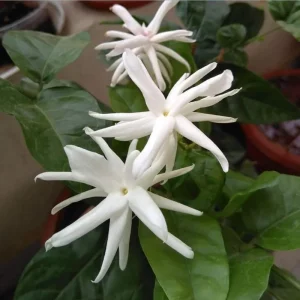 Jasmine Belle of India Live Plant – Sambac Double White Flowering Shrub – Set of 2 Starter Plants 5-8 Inch Tall - Image 4