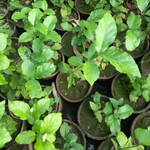 Jasmine Belle of India Live Plant – Sambac Double White Flowering Shrub – Set of 2 Starter Plants 5-8 Inch Tall - Image 5