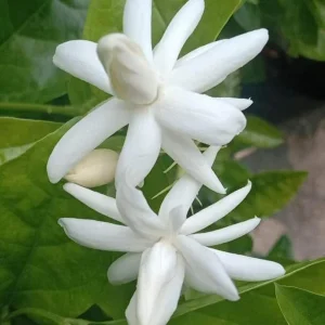 Jasmine Belle of India Live Plant – Sambac Double White Flowering Shrub – Set of 2 Starter Plants 5-8 Inch Tall - Image 7