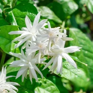 Jasmine Belle of India Live Plant – Sambac Double White Flowering Shrub – Set of 2 Starter Plants 5-8 Inch Tall - Image 8