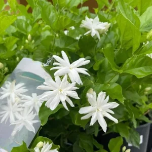 Jasmine Belle of India Plant - Live Jasminum Sambac Shrub - 5-8 Inch Tall - Fragrant White Flowers - Image 3