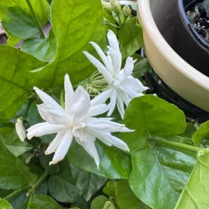 Jasmine Belle of India Plant - Live Jasminum Sambac Shrub - 5-8 Inch Tall - Fragrant White Flowers - Image 5