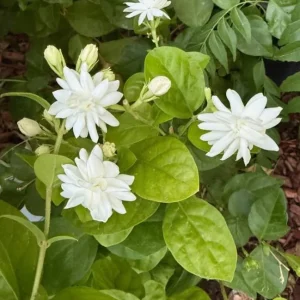 Jasmine Belle of India Plant - Live Jasminum Sambac Shrub - 5-8 Inch Tall - Fragrant White Flowers - Image 6