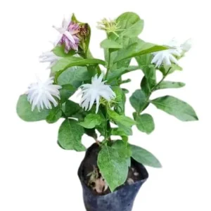 Jasmine Belle of India Plant - Live Jasminum Sambac Shrub - 5-8 Inch Tall - Fragrant White Flowers - Image 1
