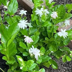 Jasmine Belle of India Plant - Live Jasminum Sambac Shrub - 5-8 Inch Tall - Fragrant White Flowers - Image 7
