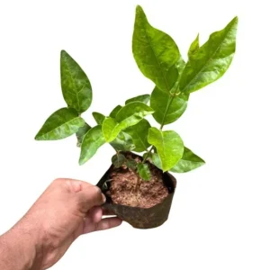 Jasmine Belle of India Plant - Live Jasminum Sambac Shrub - 5-8 Inch Tall - Fragrant White Flowers - Image 8