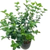 Jasmine Grand Duke of Tuscany Live Plant - 5-8 Inch Tall, Double White Fragrant Flowers, Evergreen Shrub - Image 1