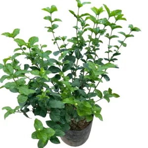 Jasmine Grand Duke of Tuscany Live Plant - 5-8 Inch Tall, Double White Fragrant Flowers, Evergreen Shrub - Image 1