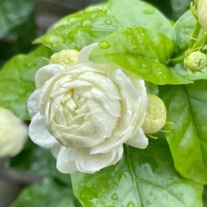 Jasmine Grand Duke of Tuscany Live Plant - 5-8 Inch Tall, Double White Fragrant Flowers, Evergreen Shrub - Image 4