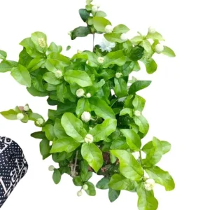 Jasmine Grand Duke of Tuscany Live Plant - 5-8 Inch Tall, Double White Fragrant Flowers, Evergreen Shrub - Image 5