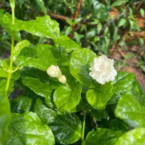 Jasmine Grand Duke of Tuscany Live Plant - 5-8 Inch Tall, Double White Fragrant Flowers, Evergreen Shrub - Image 7