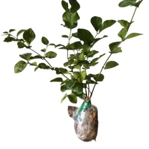 Jasmine Grand Duke of Tuscany Live Plant - 5-8 Inch Tall, Double White Fragrant Flowers, Evergreen Shrub - Image 8