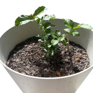 Jasmine Grand Duke of Tuscany Live Plant - 5-8 Inch Tall, Double White Fragrant Flowers, Evergreen Shrub - Image 9