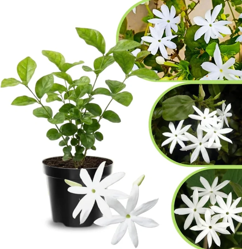 Jasmine Live Plant 4-8″ Tall – Fragrant White Blooms – Outdoor Vine - Image 2