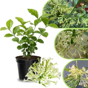 Jasmine Live Plant 4-8″ Tall – Fragrant White Blooms – Outdoor Vine - Image 4