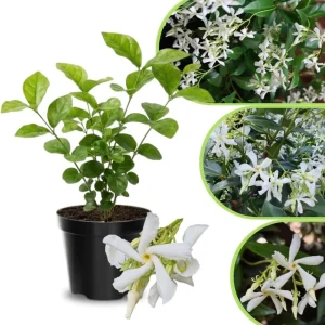 Jasmine Live Plant 4-8″ Tall – Fragrant White Blooms – Outdoor Vine - Image 5