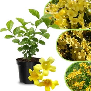 Jasmine Live Plant 4-8″ Tall – Fragrant White Blooms – Outdoor Vine - Image 6