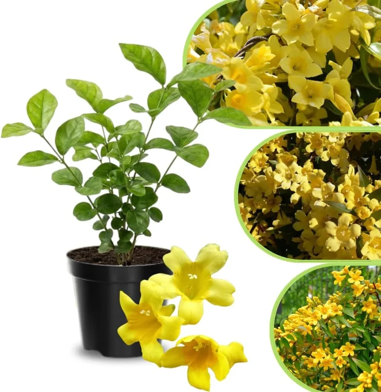 Jasmine Live Plant 4-8″ Tall – Fragrant White Blooms – Outdoor Vine - Image 6