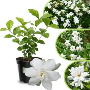 Jasmine Live Plant 4-8″ Tall – Fragrant White Blooms – Outdoor Vine - Image 7