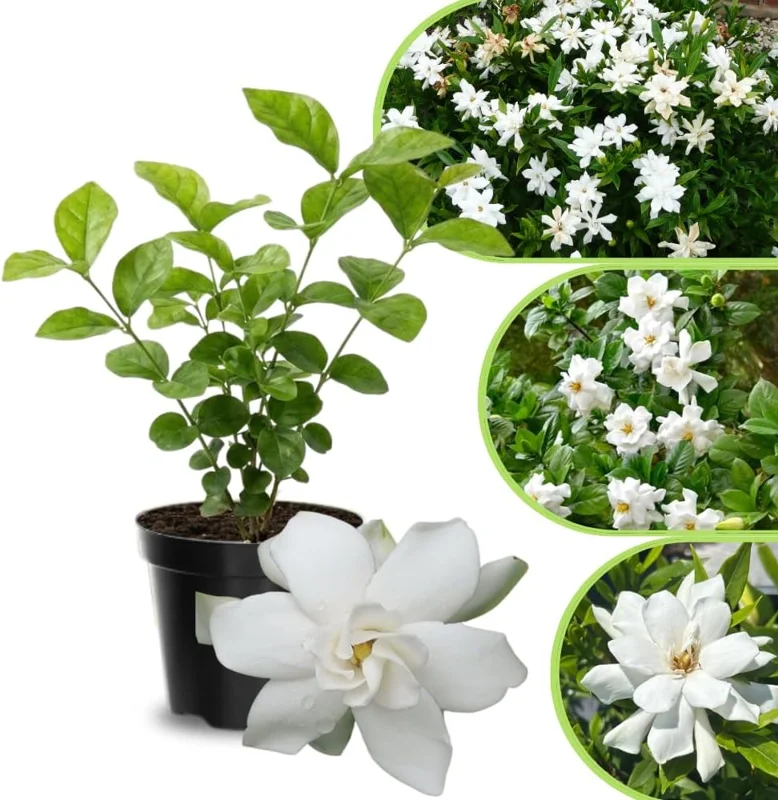 Jasmine Live Plant 4-8″ Tall – Fragrant White Blooms – Outdoor Vine - Image 7