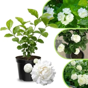 Jasmine Live Plant 4-8″ Tall – Fragrant White Blooms – Outdoor Vine - Image 1