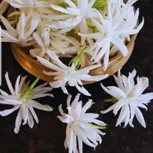 Jasmine Live Plants - 2 Pack, 5-7 Inch Tall, Perennial Blooming Flower Plant, Indoor/Outdoor - Image 2