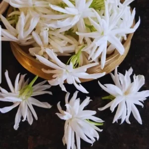 Jasmine Live Plants - 2 Pack, 5-7 Inch Tall, Perennial Blooming Flower Plant, Indoor/Outdoor - Image 1