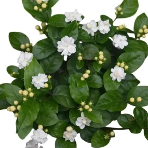 Jasminum Sambac Maid of Orleans Arabian Jasmine Live Plant - Set of 2, 5-8 Inch Tall, Fragrant White Flowers - Image 1