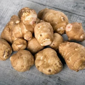 Jerusalem Artichoke Live Tubers - 5 Sunchoke Bulbs for Planting, Outdoor - Image 4