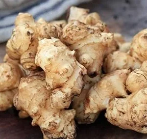 Jerusalem Artichoke Tubers for Planting – 0.5 LB Sunchokes – Perennial Vegetable - Image 2