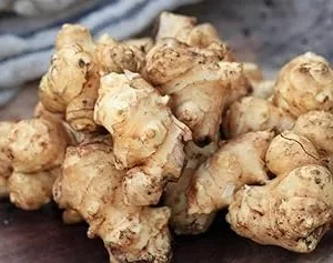 Jerusalem Artichoke Tubers for Planting – 0.5 LB Sunchokes – Perennial Vegetable - Image 3