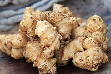 Jerusalem Artichoke Tubers for Planting – 0.5 LB Sunchokes – Perennial Vegetable - Image 3