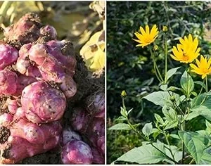 Jerusalem Artichoke Tubers for Planting - 1/2 Lb Sunchoke Bulbs, Sunroots - Image 4