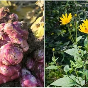 Jerusalem Artichoke Tubers for Planting - 1/2 Lb Sunchoke Bulbs, Sunroots - Image 6