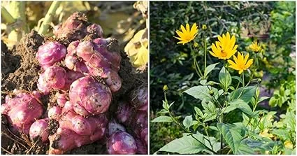 Jerusalem Artichoke Tubers for Planting - 1/2 Lb Sunchoke Bulbs, Sunroots - Image 7