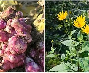 Jerusalem Artichoke Tubers for Planting - 1/2 Lb Sunchoke Bulbs, Sunroots - Image 1