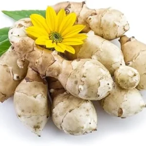Jerusalem Artichoke Tubers for Planting, 5 Fresh Sunchokes, Hardy Perennial Roots - Image 5