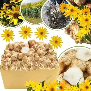 Jerusalem Artichoke Tubers for Planting - 5 Sunchokes - Hardy Perennial Edible Roots - Image 1