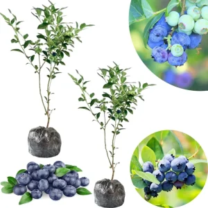 Jewel Blueberry Live Plant - Set of 2 Bushes, 5-9 Inch Tall, Outdoor Fruit Trees - Image 2