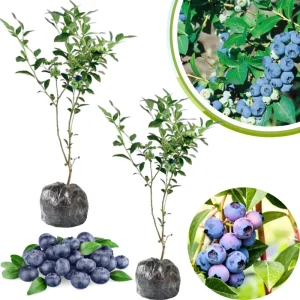 Jewel Blueberry Live Plant - Set of 2 Bushes, 5-9 Inch Tall, Outdoor Fruit Trees - Image 3