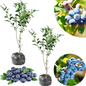 Jewel Blueberry Live Plant - Set of 2 Bushes, 5-9 Inch Tall, Outdoor Fruit Trees - Image 4