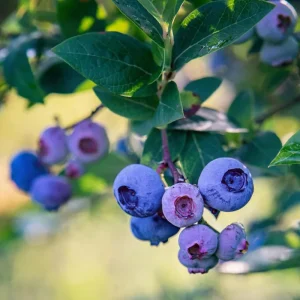 Jewel Blueberry Live Plant - Set of 2 Bushes, 5-9 Inch Tall, Outdoor Fruit Trees - Image 5