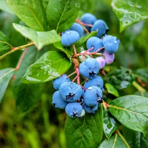 Jewel Blueberry Live Plant - Set of 2 Bushes, 5-9 Inch Tall, Outdoor Fruit Trees - Image 6