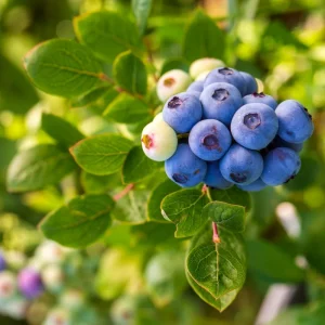 Jewel Blueberry Live Plant - Set of 2 Bushes, 5-9 Inch Tall, Outdoor Fruit Trees - Image 7