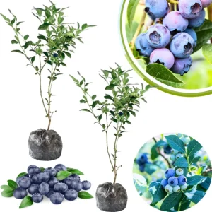 Jewel Blueberry Live Plant - Set of 2 Bushes, 5-9 Inch Tall, Outdoor Fruit Trees - Image 8