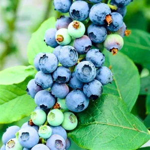 Jewel Blueberry Live Plant - Set of 2 Bushes, 5-9 Inch Tall, Outdoor Fruit Trees - Image 9