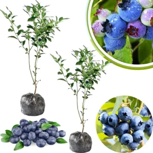 Jewel Blueberry Live Plant - Set of 2 Bushes, 5-9 Inch Tall, Outdoor Fruit Trees - Image 1