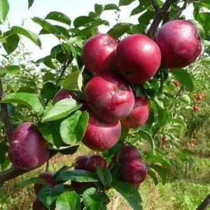 Jonathan Apple Tree Live Plant, 4-5 Ft Tall, Red Apples, Fragrant Blossoms, USDA Zones 4-8 - Image 5