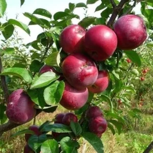 Jonathan Apple Tree Live Plant, 4-5 Ft Tall, Red Apples, Fragrant Blossoms, USDA Zones 4-8 - Image 6