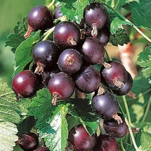 Jostaberry Gooseberry Currant Live Berry Plant, Thornless, 5-9